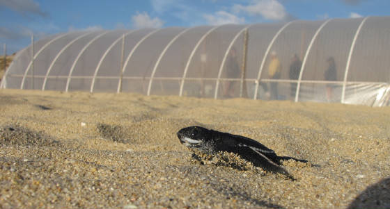 HatchlingGreenhouse.jpg