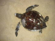 blackseaturtle.jpg