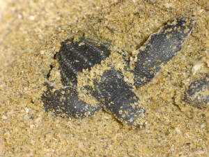 leatherbackhatchlings039.jpg