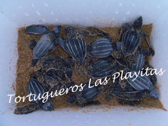 leatherbackhatchlings2010.jpg