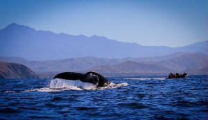 whale.watching.todos.santos.jpeg