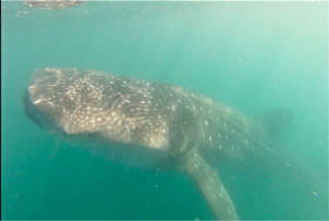 whale_shark_foto.jpg