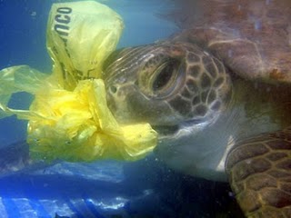 Sea_Turtle_Eats_Plastic.jpg