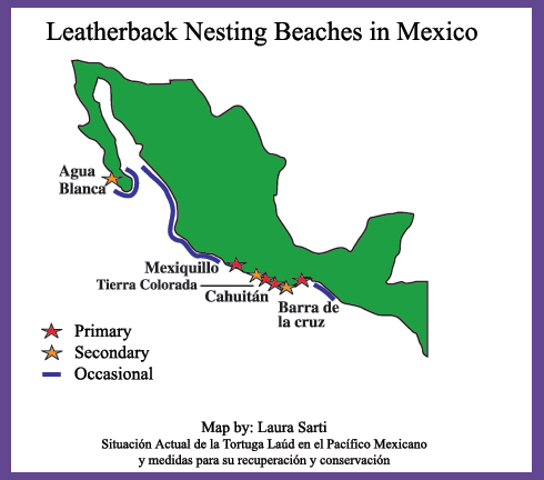 leatherback.nesting.beaches.mexico.jpg